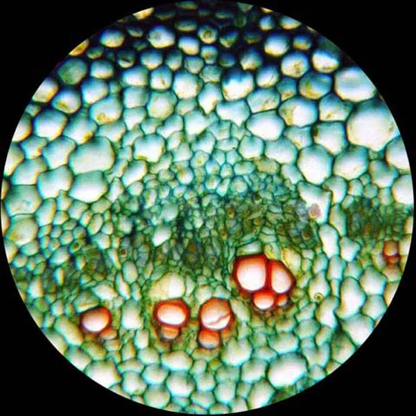 AmScope MD Series 3.0MP USB 2.0 Color CMOS Digital Eyepiece Microscope Camera with Calibration Slide