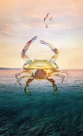 Call of the Wild - Seaside