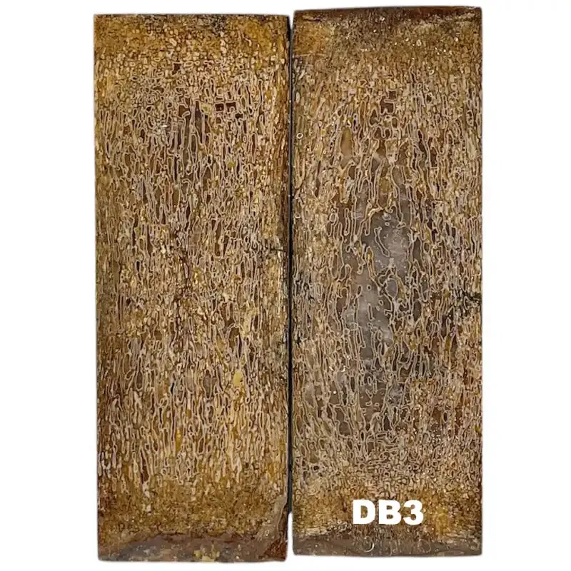 Dino Bone- Natural- Stabilized by Raffir
