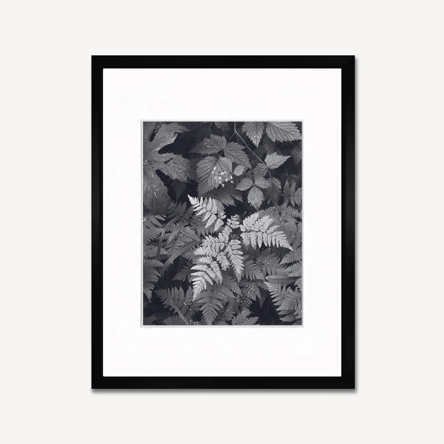 Leaves, Mt. Rainier