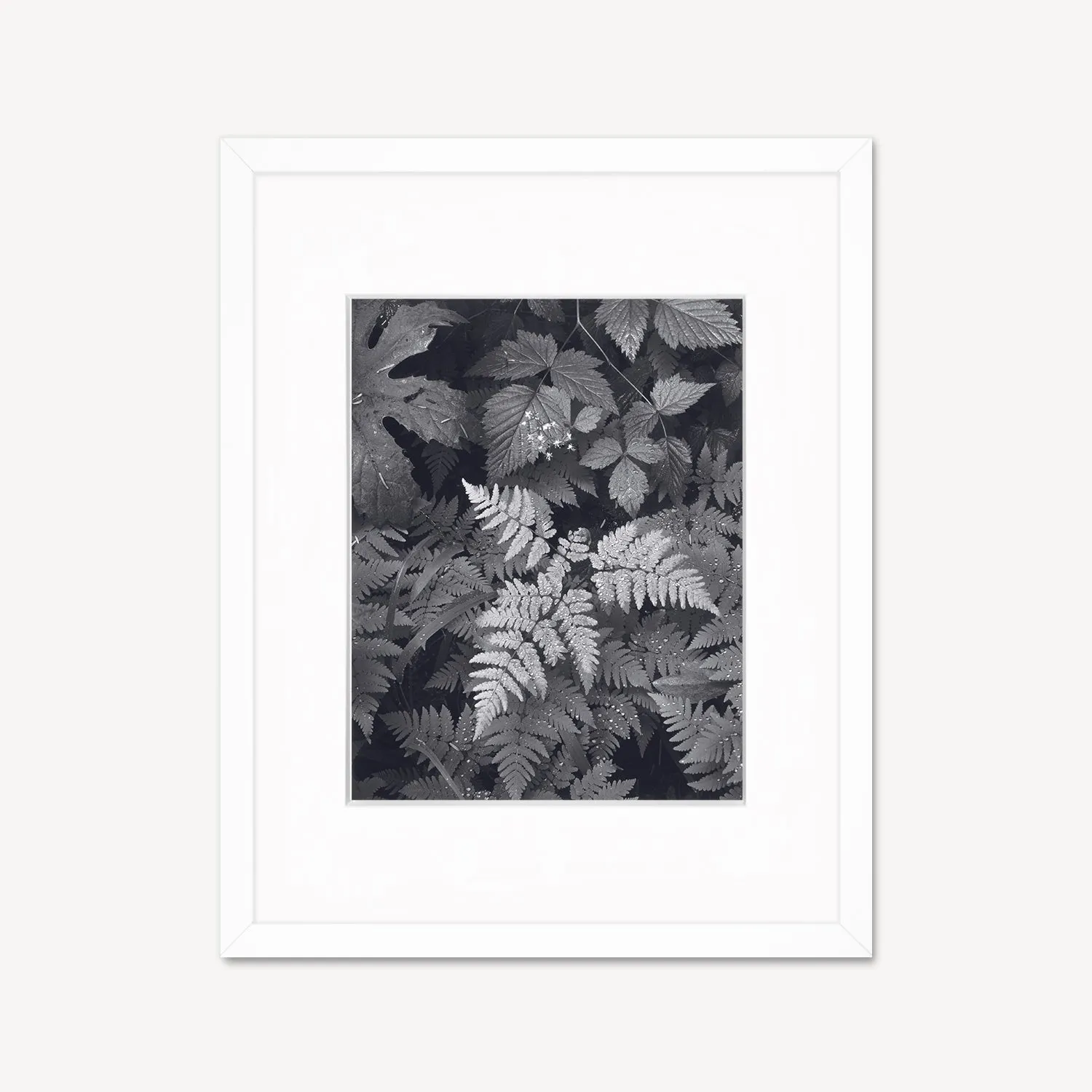 Leaves, Mt. Rainier