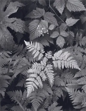 Leaves, Mt. Rainier