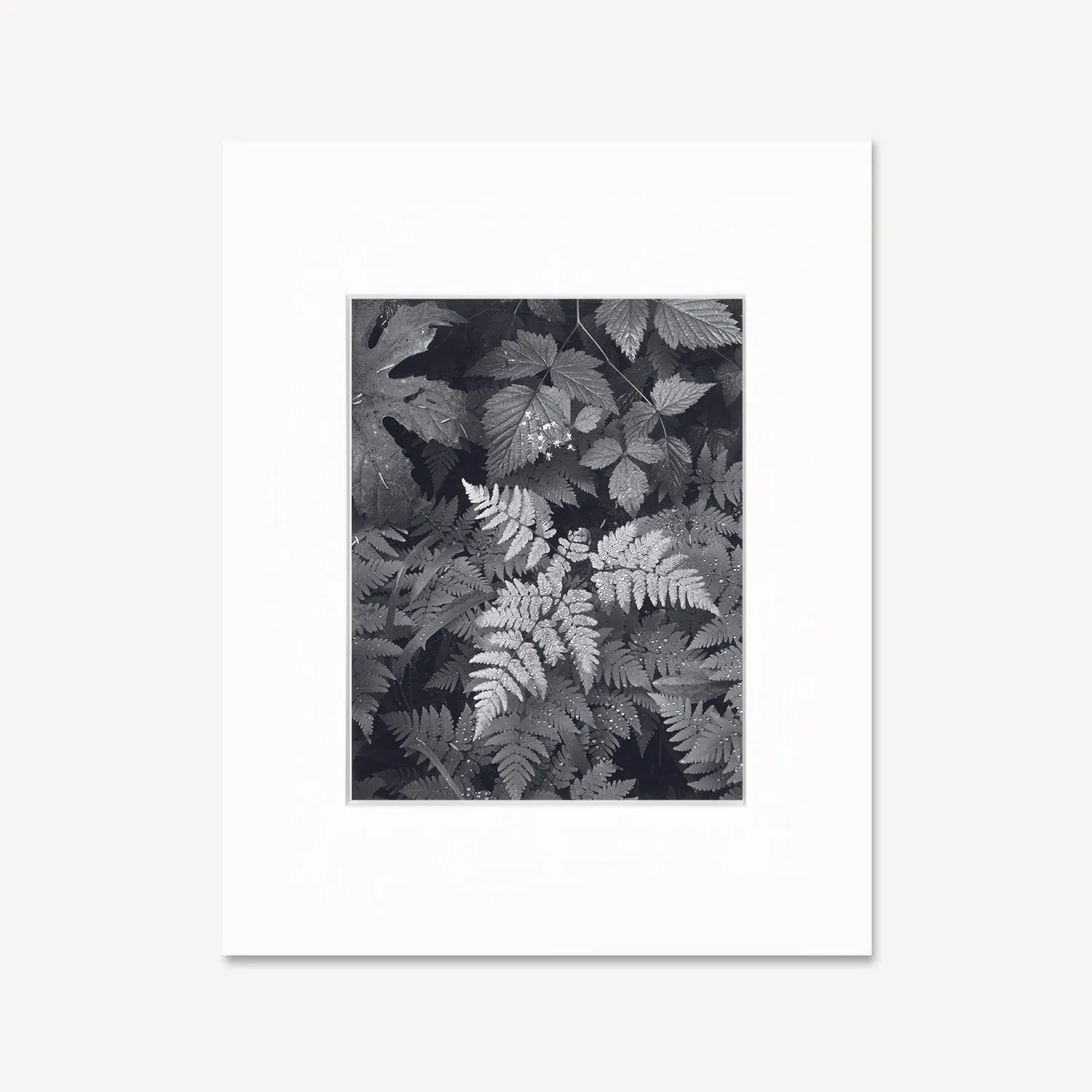 Leaves, Mt. Rainier