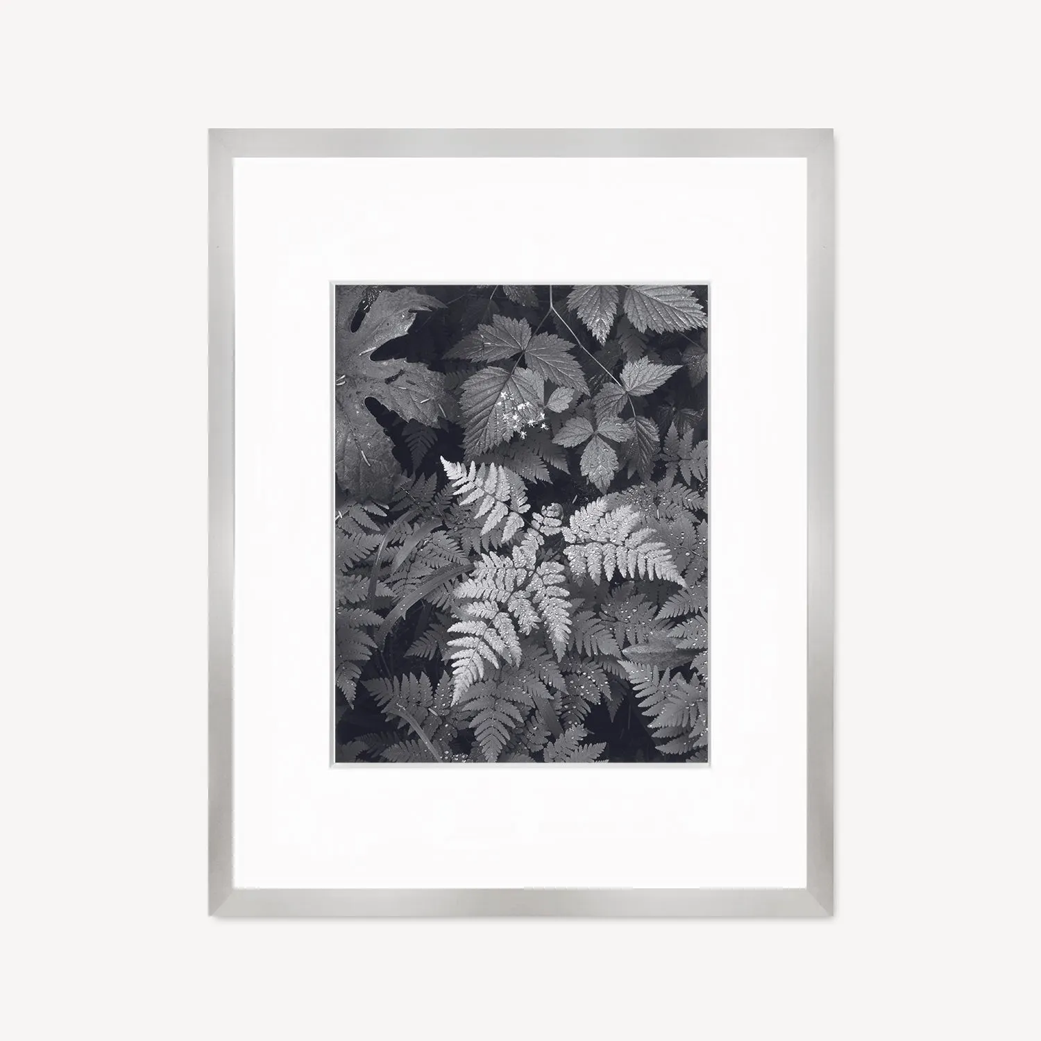Leaves, Mt. Rainier