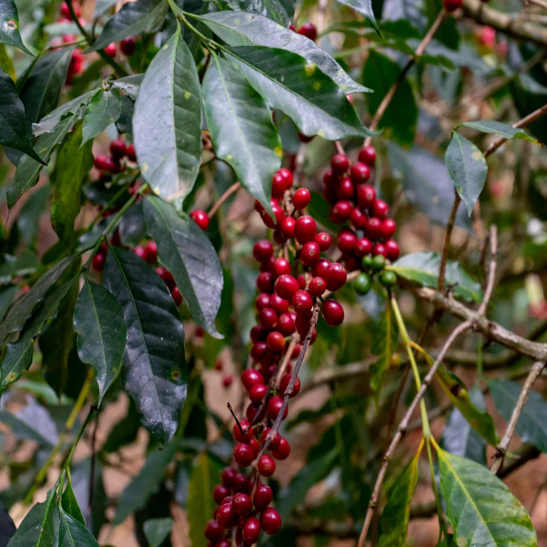 Mexico: Lino Garcia Coffee - Organic - Single Origin - 100% Arabica