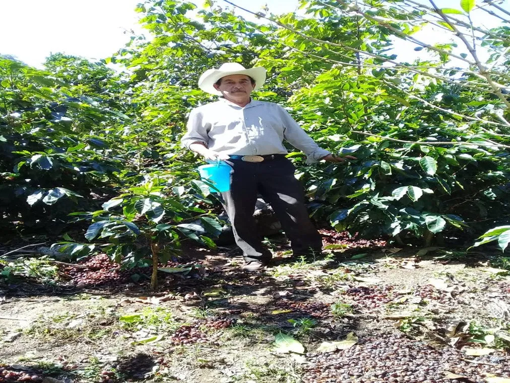 Mexico: Lino Garcia Coffee - Organic - Single Origin - 100% Arabica