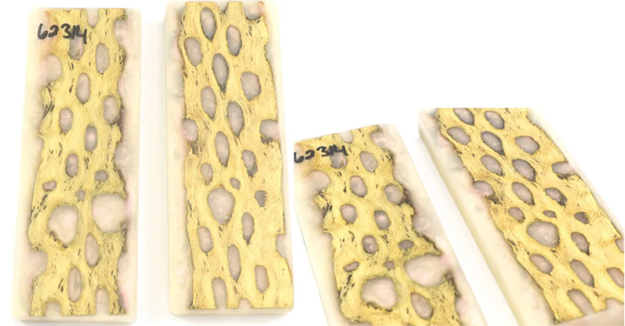 Top Choice - Cholla Knife Scales
